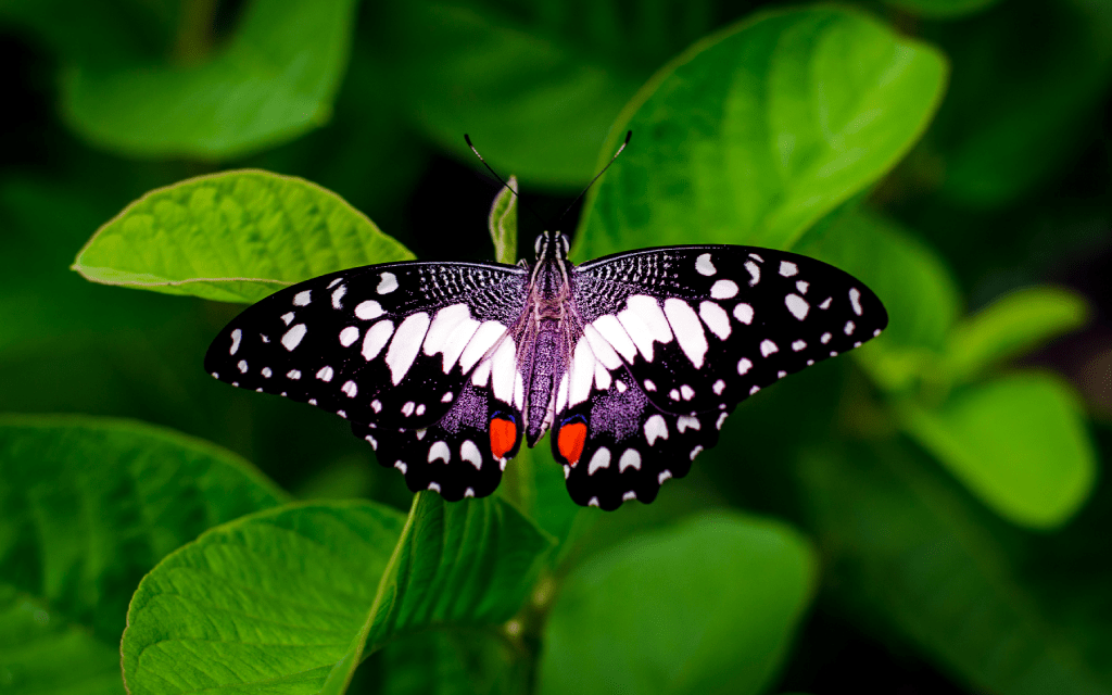 efecto mariposa