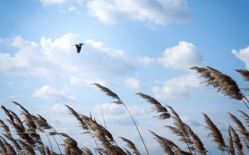Ser como el viento